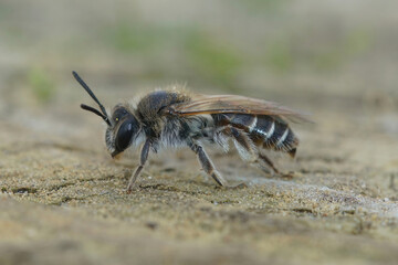 Closeup of a female red-belied miner mining bee, Andrena ventralis on a piece of wood