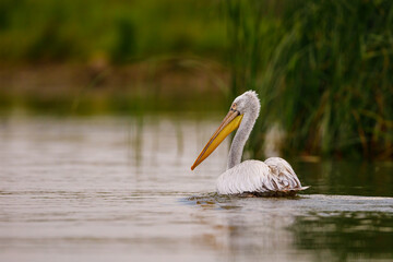 A pelican in the wilderness of the Danube Delta in Romania	