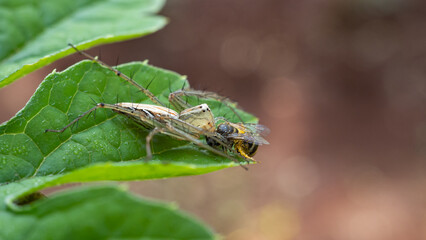 a spider that eats insects