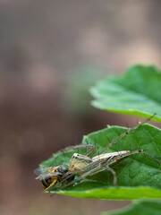 Fototapeta premium a spider that eats insects