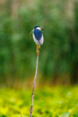 A Night Heron in the wilderness of the Danube Delta in Romania