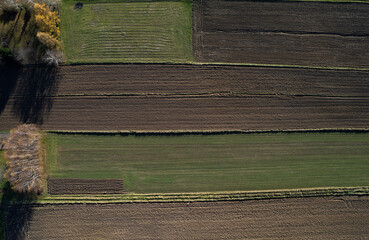 Colorful agriculture farmland, pattern of fields and trees aerial view (drone)