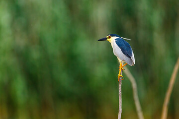 A Night Heron in the wilderness of the Danube Delta in Romania