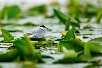 A common tern in the danube delta of romania	