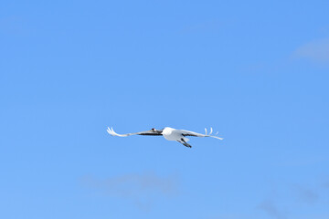 Bird watching, red-crowned crane, in
 winter