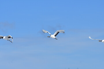 Bird watching, red-crowned crane, in
 winter