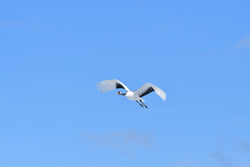 Bird watching, red-crowned crane, in
 winter