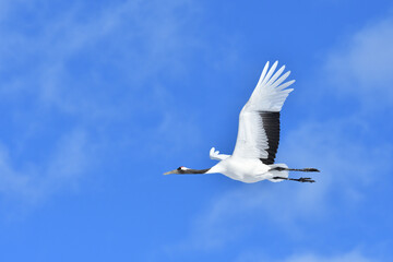 Bird watching, red-crowned crane, in
 winter