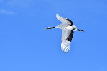 Bird watching, red-crowned crane, in
 winter