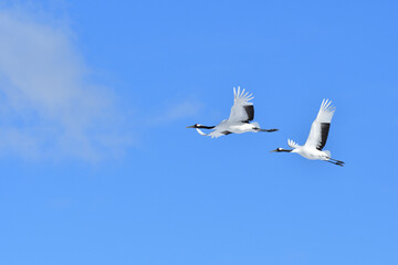 Bird watching, red-crowned crane, in
 winter