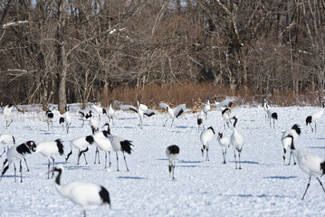 Obraz premium Bird watching, red-crowned crane, in winter