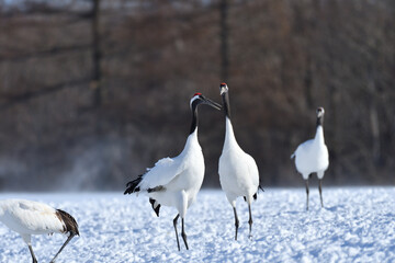Bird watching, red-crowned crane, in
 winter