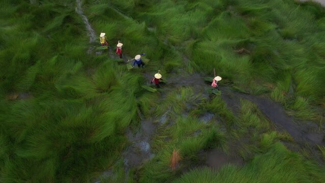 Aerial view of vietnamese woman on the field near Hoi An ancient town, Quang Nam, Vietnam