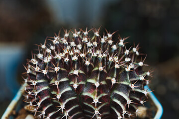 Naklejka na ściany i meble Gymnocalycium Cactus Cristata, Cactus has a special shape. Genetic abnormality, Cactus or succulent that breed from thailand