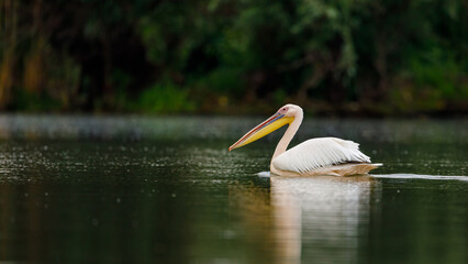 A pelican in the wilderness of the Danube Delta in Romania	