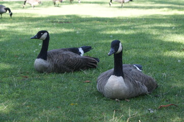 Branta canadiensis. Canadian goose on the grass