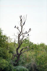 Great black cormorants in the Danube Delta	