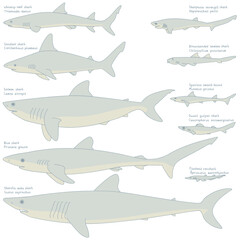 Illustration of ten kinds of sharks