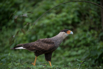 Caracara is crying