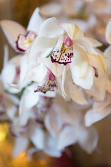 Blühender Orchideen Zweig