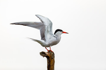 A common tern in the danube delta of romania	