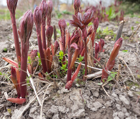 peony sprouts