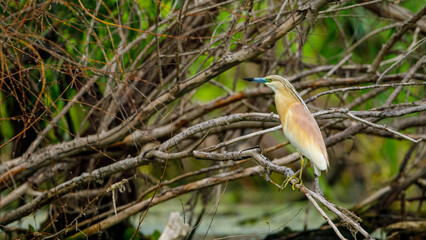 A pond heron in the swamps of the Danube Delta in Romania	