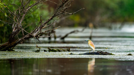 A pond heron in the swamps of the Danube Delta in Romania	