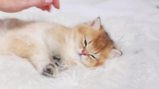 cute little fluffy kitten is lying on a fur blanket, a woman's hand is stroking