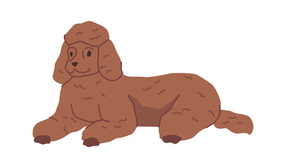 Poodle dog with curly and hairy coat, isolated dog character portrait. Lying puppy, relaxing and resting personage. Canine animal. Vector in flat style