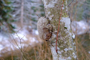 A large growth of lignified fungi on a tree trunk. Tree bark disease. a tumor on a tree trunk....