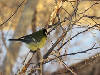 a bird