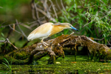 A pond heron in the swamps of the Danube Delta in Romania	