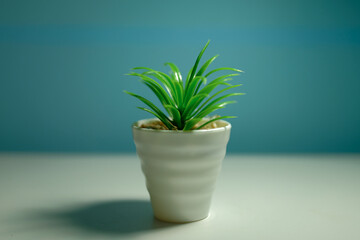 Obraz premium plant in a pot