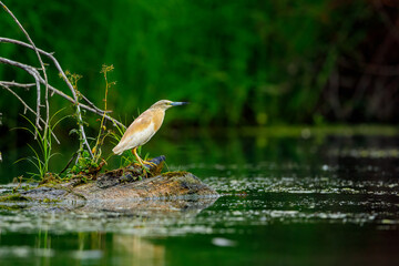 A pond heron in the swamps of the Danube Delta in Romania	