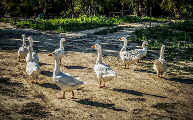 A flock of white geese in Greece