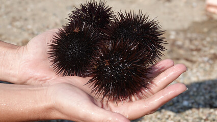 sea urchin, urchin echinoidea, sea food, sea hedgehog close up, hedgehog, summer, urchin, holiday,...
