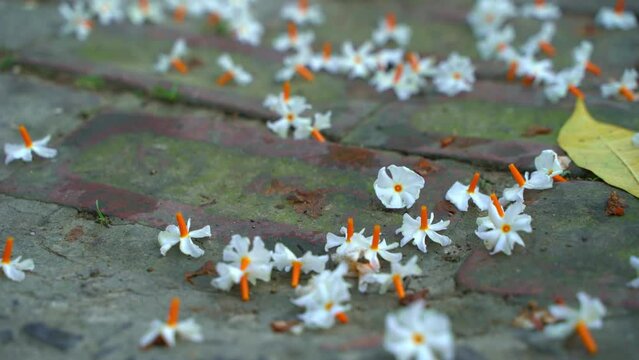 Night jasmine, Seuli or Shefali flower is symbol flower of saradiya or Durga Puja festival in autumn season.