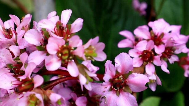 Elephant's ears bergenia bressingham pink or Badan blossoming perennial flowers. Saxifrage family Saxifragaceae plant. Flowering plants using in medicine. Vergenia hybrid common garden culture specie