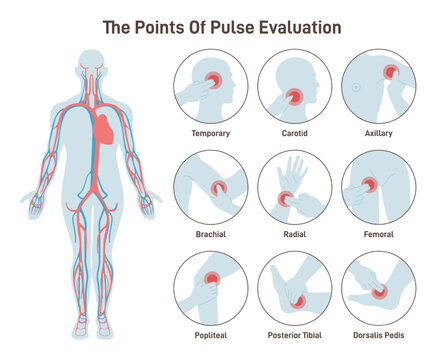 The major arteries and pulse points on human body. Heartbeat evaluation