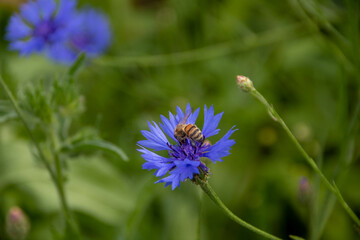 western honeybee collecting pollen from bright blue flowers of the cornflower also known as bachelor's button