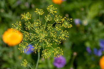 close up of yellow flowers of fennel herb with a blurred background of colourful wildflowers