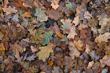 Nice macro photo of autumn color leaf frosted with ice, bad and cold weather
