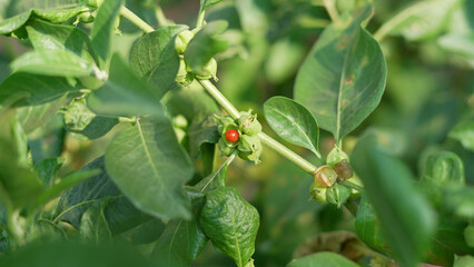 Withania somnifera plant known as Ashwagandha. Fruit Berry with ashwagandha leaves, Indian ginseng herbs, poisonous gooseberry, or winter cherry. Benefits for weight, stress and healthcare