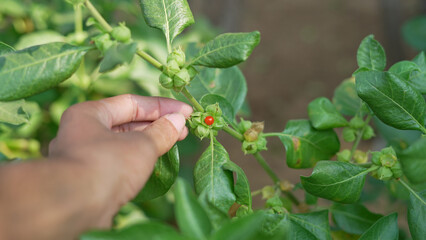 Withania somnifera plant known as Ashwagandha. Fruit Berry with ashwagandha leaves, Indian ginseng herbs, poisonous gooseberry, or winter cherry. Benefits for weight, stress and healthcare
