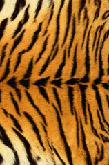 Fototapeta premium tiger fur texture