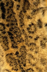 leopard fur texture
