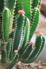 Vibrant Red Moon Cactus or Gymnocalycium Mihanovichii Grafted on to Hylocereus Rootstock