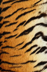 tiger texture