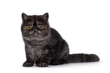 Excellent black smoke Exotic Shorthair cat kitten, sitting up side ways  Looking towards camera with round head and big orange eyes. Isolated on a white background.